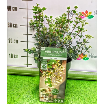 Viburnum 'Fairy Stars' - bangita - CS17