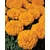 Tagetes erecta 'Antigua Orange' - nagyvirágú bársonyvirág, büdöske - CS9