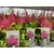 Astilbe arendsii 'Pink'- kerti tollbuga - CS17
