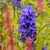 Aconitum carmichaelii 'Arendsii' - Sisakvirág - CS11