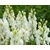 Aconitum napellus 'Schneewittchen' - Sisakvirág - CS11