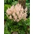 Astilbe arendsii 'Peach Blossom'  - kerti tollbuga - CS11