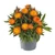 Bracteantha bracteata 'Orange' - szalmavirág - CS12
