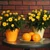 Bracteantha bracteata 'Yellow' - szalmavirág - CS12