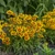 Coreopsis grandiflora UpTick™ Gold & Bronze - menyecskeszem - CS12