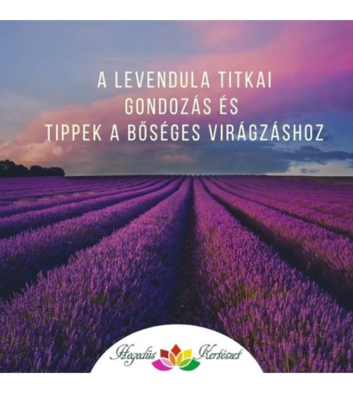 A levendula titkai - gondozás és tippek a bőséges virágzáshoz
