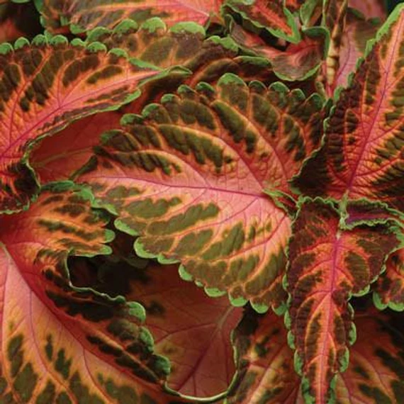 Coleus blumei 'Coral Sunrise' - díszcsalán - CS9