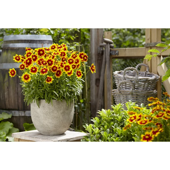 Coreopsis grandiflora UpTick™ Gold & Bronze - menyecskeszem - CS12