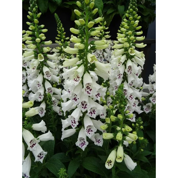 Digitalis purpurea 'Dalmatian Mix' - gyűszűvirág - CS19