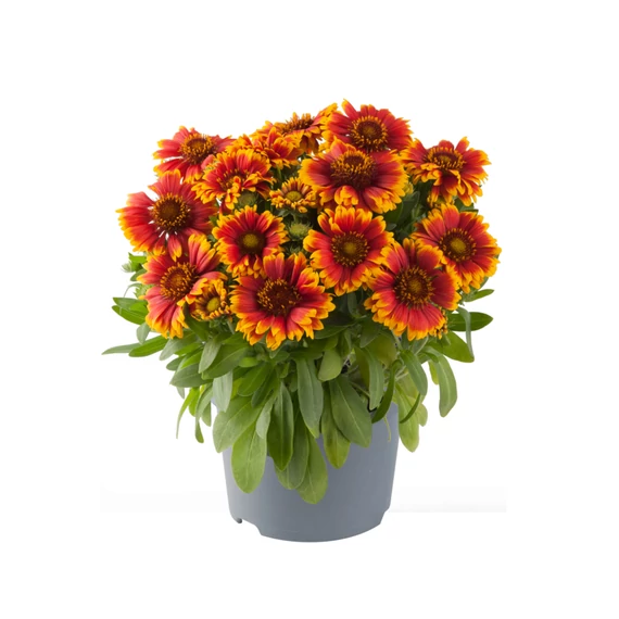 Gaillardia aristata 'Guapa Tango Bicolour' - kokárdavirág - CS12