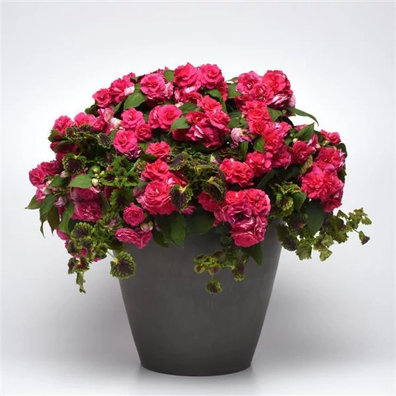Impatiens walleriana 'Bonita Rose' - nebáncsvirág, vízifukszia - CS12