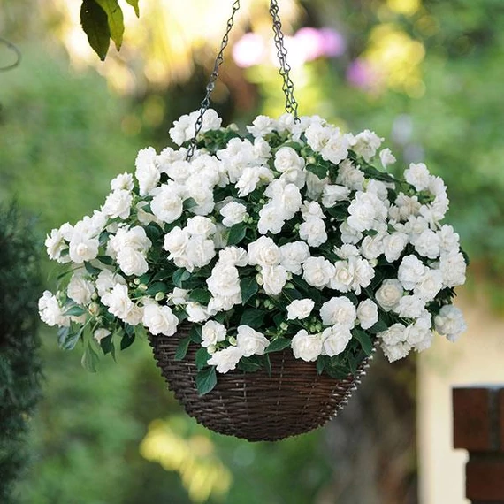 Impatiens walleriana 'Bonita White' - nebáncsvirág, vízifukszia - CS12