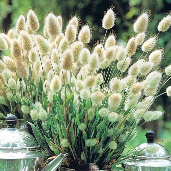 Lagurus ovatus 'Bunny Tails' - tollkalász vagy nyuszifarok - CS12