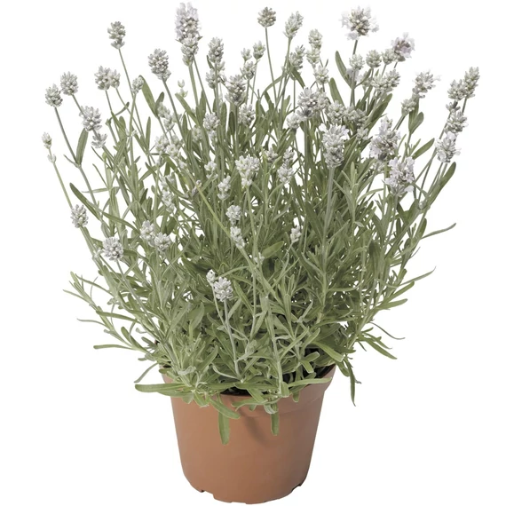 Lavandula angustifolia 'White Scent Early' - levendula - CS12