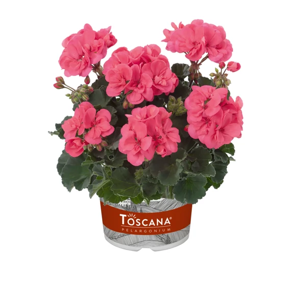 Pelargonium zonale 'Dolce Vita Lisa/Hot Coral' – bokor vagy álló muskátli - CS12