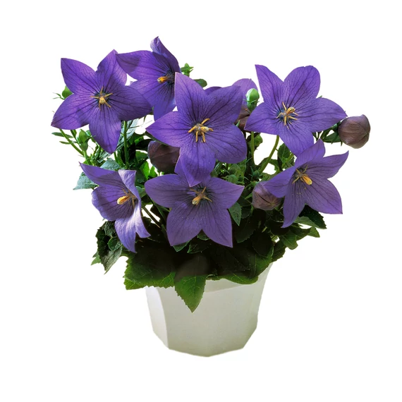 Platycodon grandiflorus 'Astra Blue' - léggömbvirág - CS12