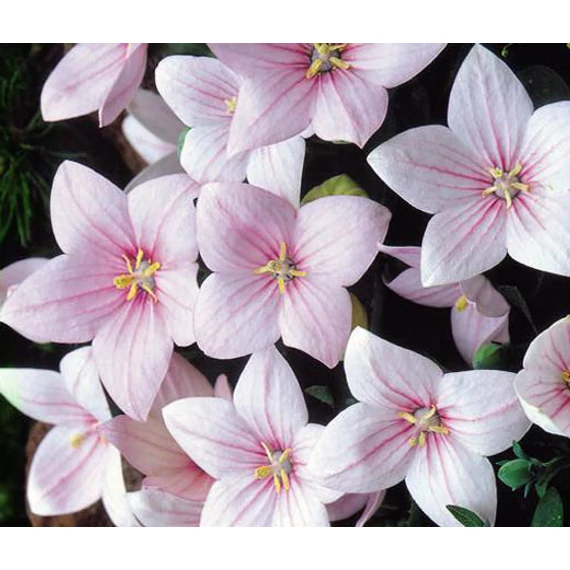 Platycodon grandiflorus 'Astra Rose' - léggömbvirág - CS12