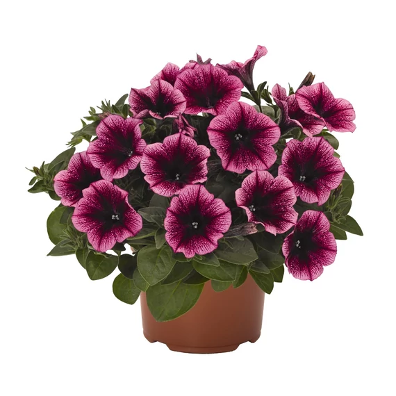 Petunia hybrida 'Burgundy Gem' - petúnia - CS12