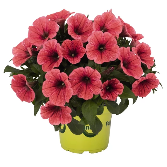 Petunia hybrida 'Coral' - petúnia - CS12