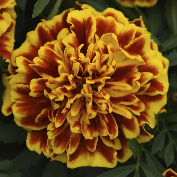 Tagetes patula 'Aton Bee' - kisvirágú bársonyvirág, büdöske - CS9