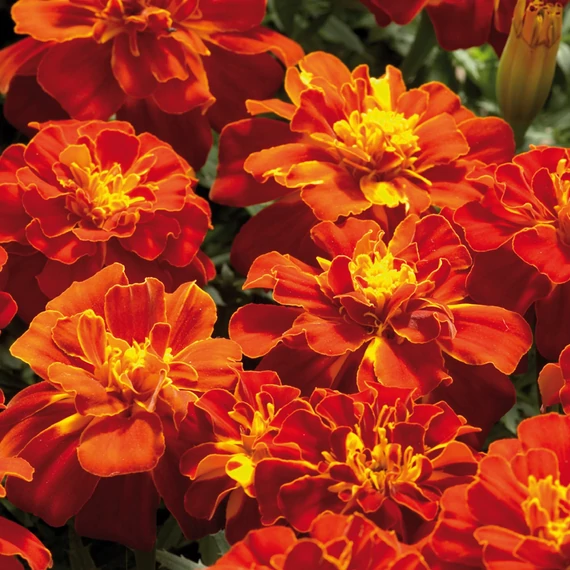 Tagetes patula 'Safari Red' - kisvirágú bársonyvirág, büdöske - CS9