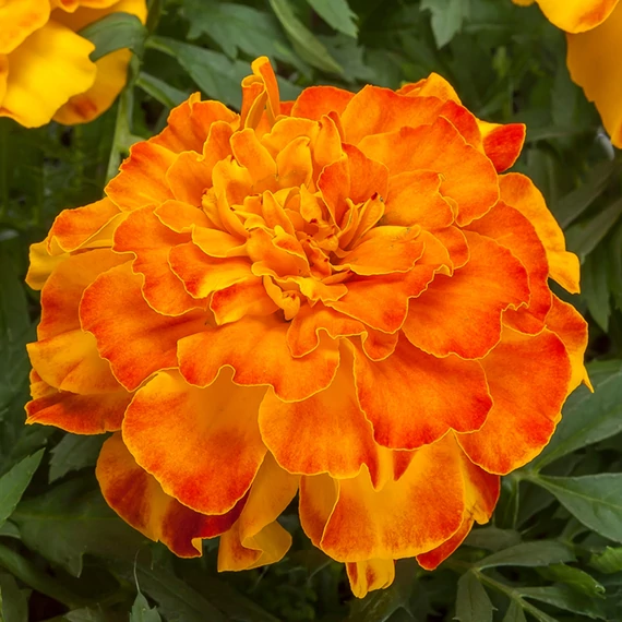Tagetes triploid 'Endurance Sunset Gold' - kisvirágú bársonyvirág, büdöske - CS9