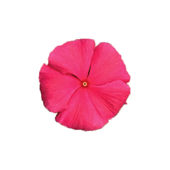 Catharanthus roseus 'Titan Punch' - vinca, vinka - CS9
