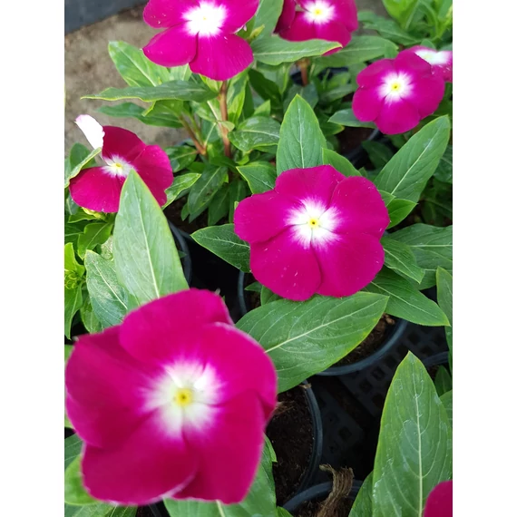 Catharanthus roseus 'Patricia Burgundy Halo' - vinca, vinka - CS9