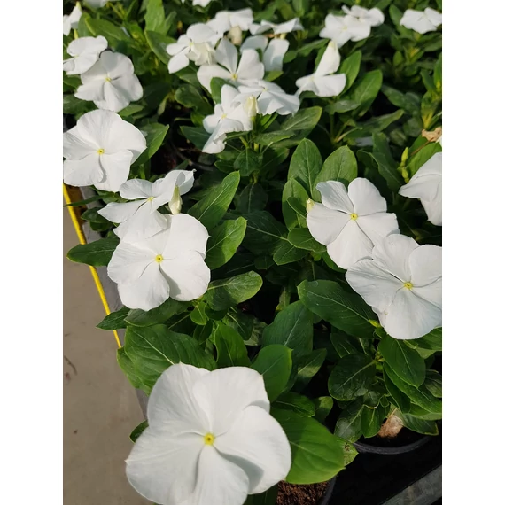 Catharanthus roseus 'Titan White' - vinca, vinka - CS9