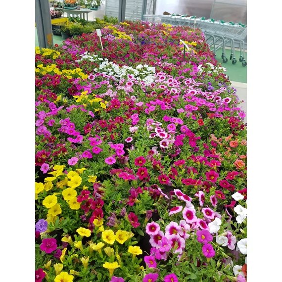 Petunia calibrachoa 'Aloha Kona Yellow' - mini virágú petúnia - CS12