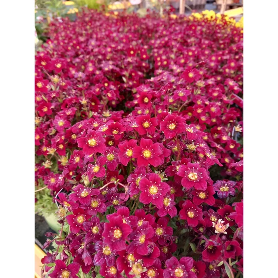 Saxifraga arendsii 'Touran Red' – mohalevelű kőtörőfű - CS12