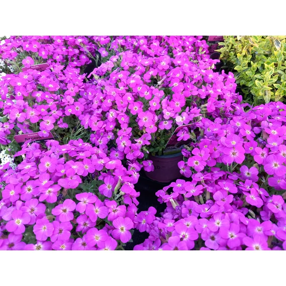 Aubrieta hybrida Axcent Purple– pázsitviola - CS12