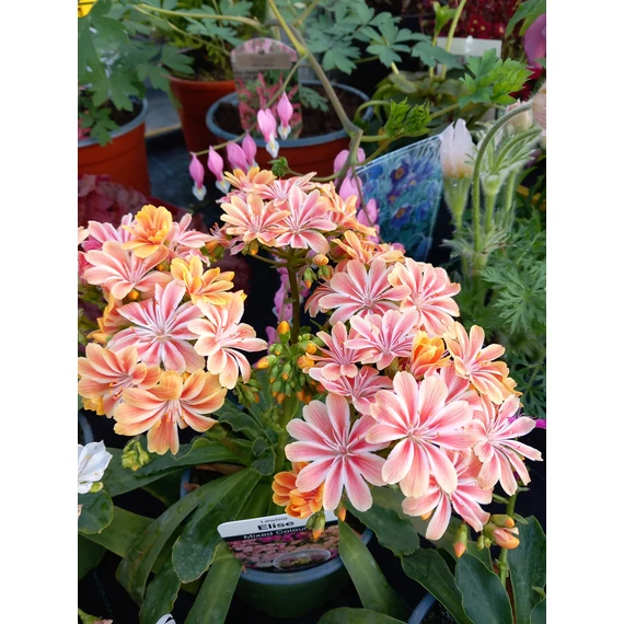 Lewisia cotyledon 'Elise Mix' – változékony dohánygyökér - CS12