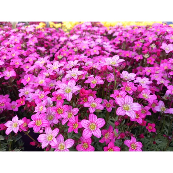 Saxifraga arendsii 'Touran Pink' – mohalevelű kőtörőfű - CS12