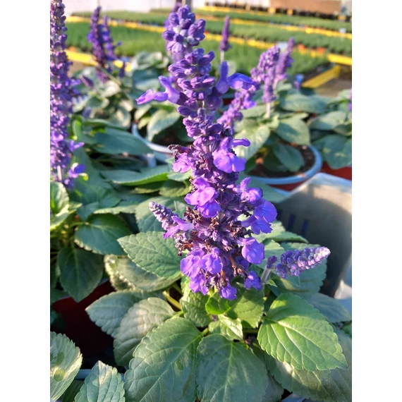 Salvia farinacea 'Mysty' - lisztes zsálya - CS14