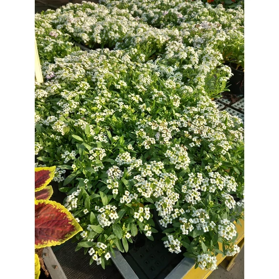 Lobularia maritima 'Alice White' - illatos ternye - CS9