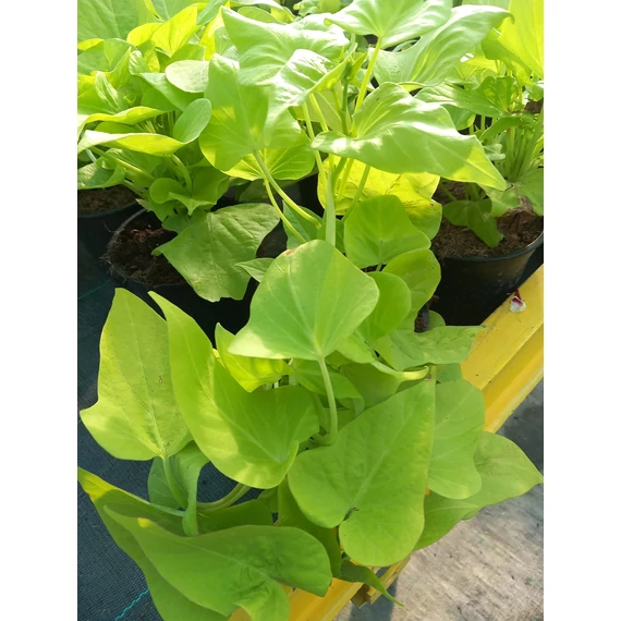 Ipomoea batatas 'Marguerite' - batáta - CS12