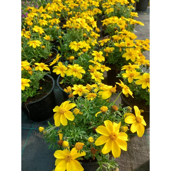 Bidens ferulifolia 'Biddy Gonzales' - balkon aranya - CS12