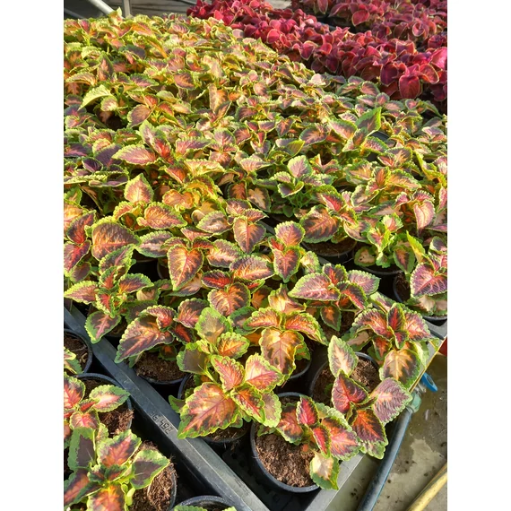 Coleus blumei 'Coral Sunrise' - díszcsalán - CS9