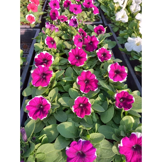 Petunia grandiflora 'Burgundy Picotee' - petúnia - CS9