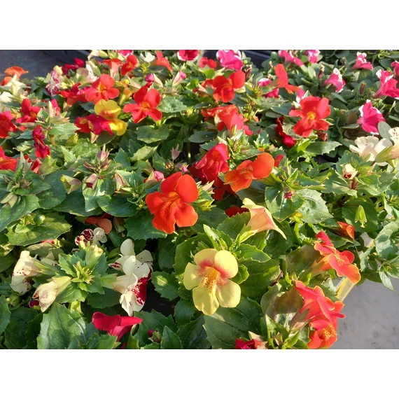 Mimulus x hybridus 'Magix Mix' - bohócvirág - CS9