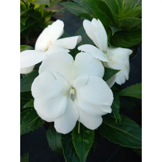 Impatiens New Guineai 'Magnum Pure White' - nebáncsvirág - CS12