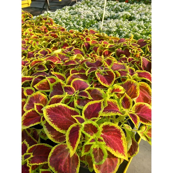 Coleus blumei 'Scarlet' - díszcsalán - CS9