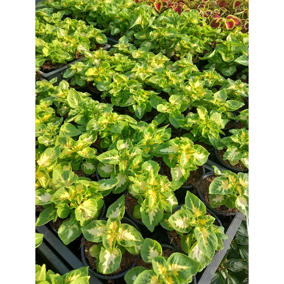 Coleus blumei 'Jade' - díszcsalán - CS9