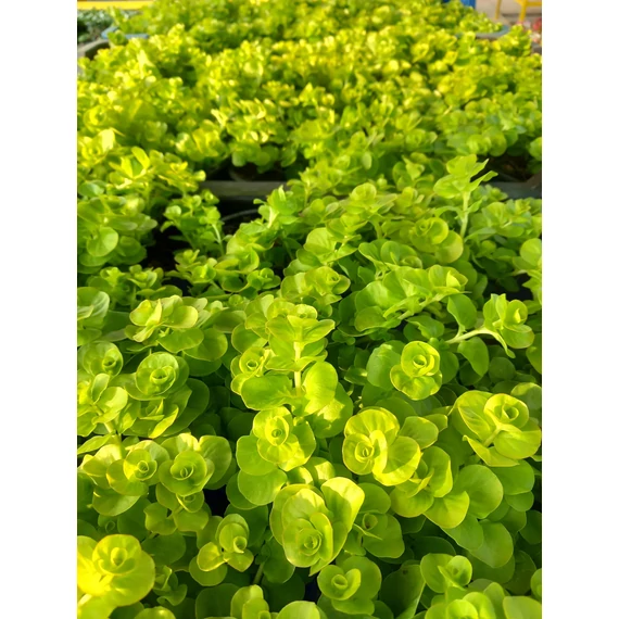 Lysimachia nummularia 'Goldilocks' - pénzlevelű lizinka - CS12