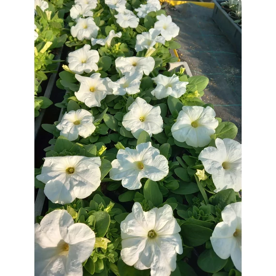 Petunia grandiflora 'White' - petúnia - CS9