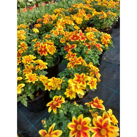 Bidens ferulifolia 'Red Eye' - balkon aranya - CS12