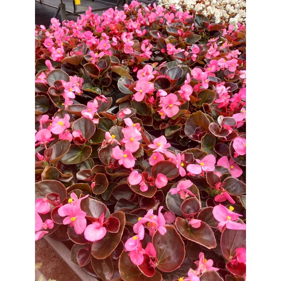 Begonia semperflorens - bordó levelű, rózsaszín cukorvirág - CS9