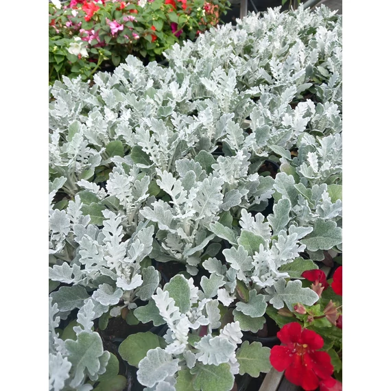 Jacobaea maritima (Senecio cineraria)  Silver Dust - hamvaska - CS9