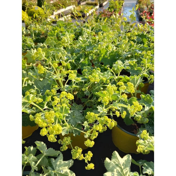 Alchemilla mollis 'Auslese' – lágyszőrű palástfű – CS12